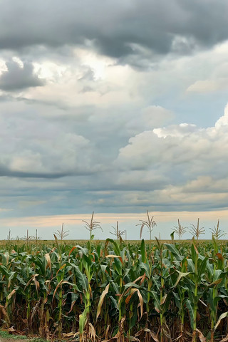 ��Ұ������������ֲ��