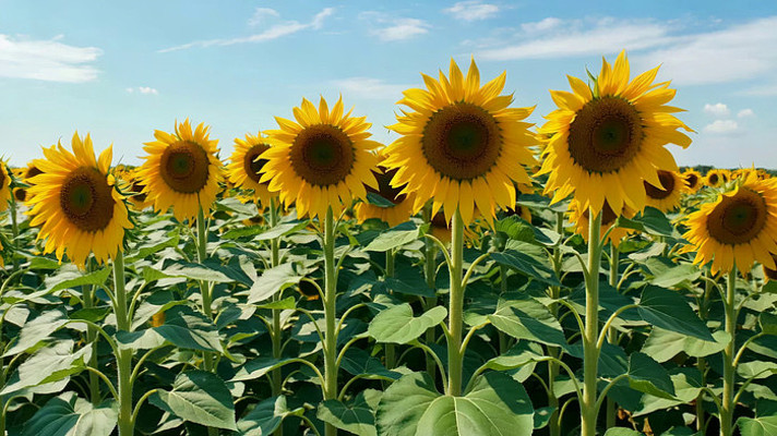 ���տ�������д