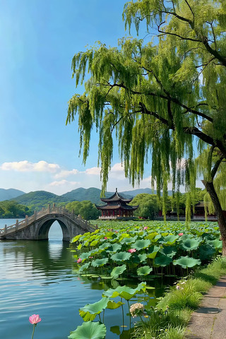 西湖荷花垂柳石桥风景 西湖荷花垂柳石桥风景