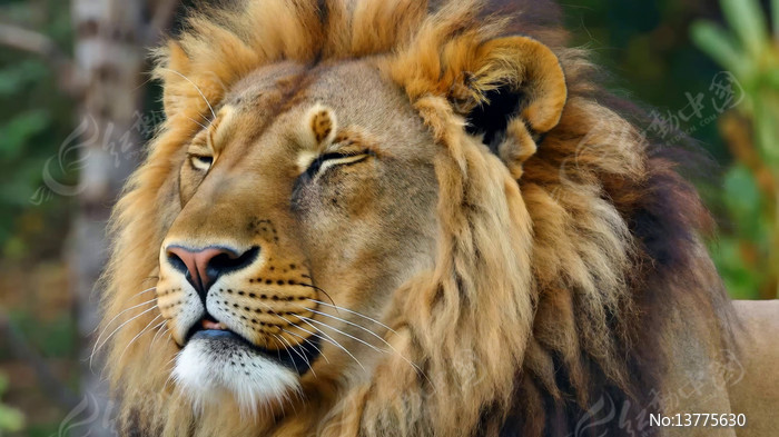 ��ʨ��д����