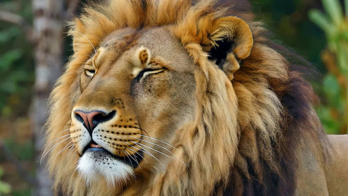 ��ʨ��д����