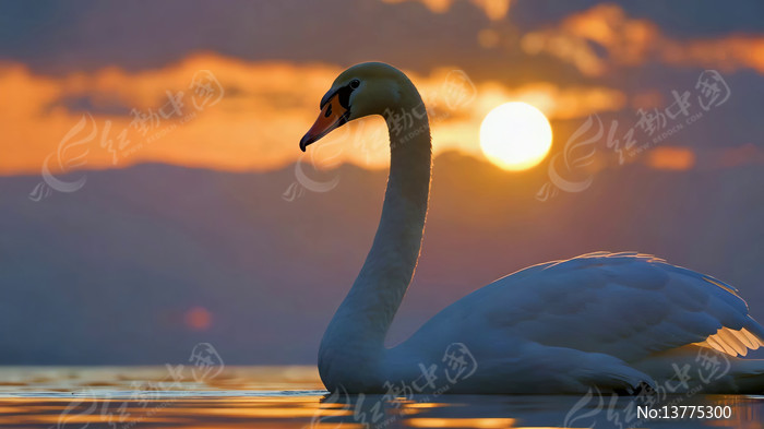 Ϧ���º���İ����