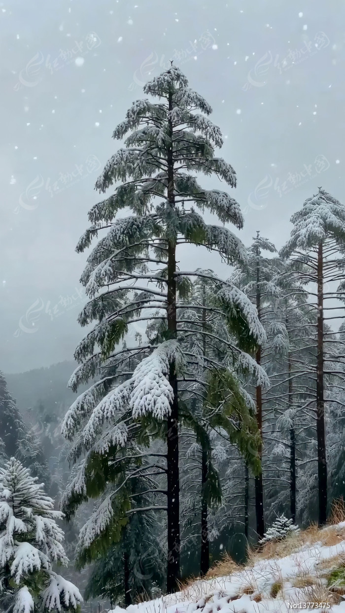 ѩ��ɭ����������