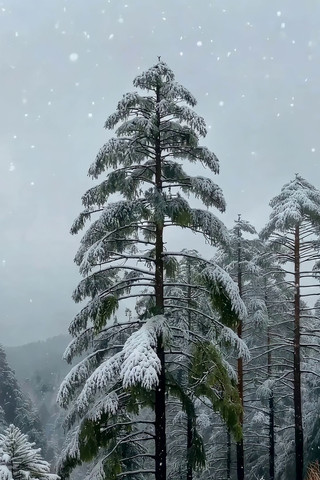 雪中森林松树景象 雪中森林松树景象