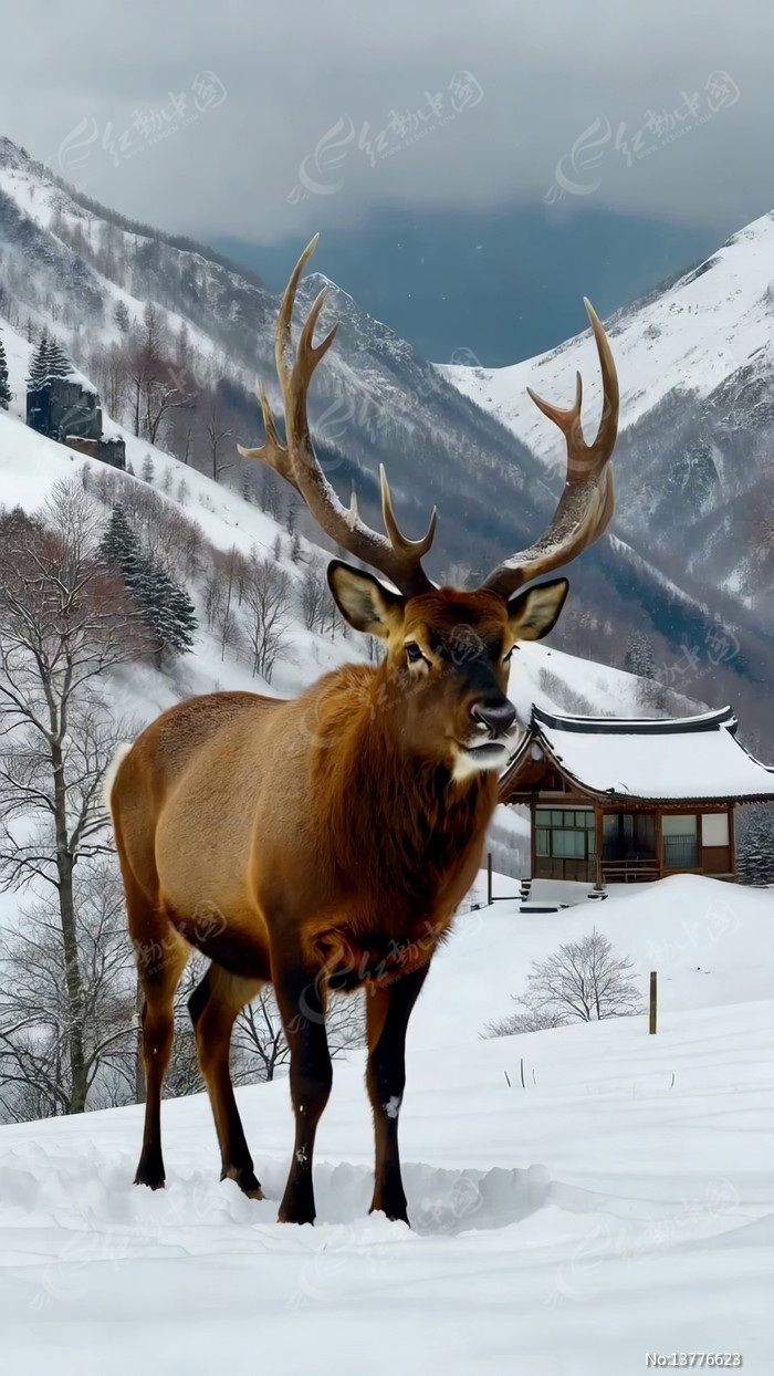 ѩ��ɽ�����¹��д