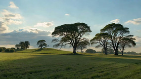 ������ҫ�µĲݵ���ľ����