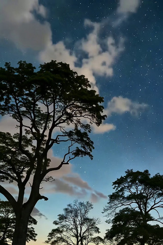 夜空下树木与星空景象 夜空下树木与星空景象