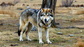 Ұ��վ���Ļ���