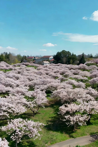 樱花林田园风光俯瞰 樱花林田园风光俯瞰