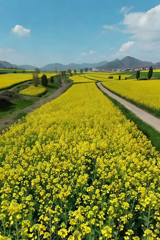 油菜花海田园风光 油菜花海田园风光