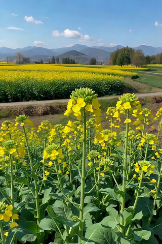 油菜花海田园风光 油菜花海田园风光