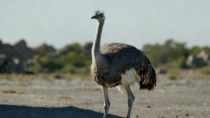 站立的鸵鸟户外画面 站立的鸵鸟户外画面