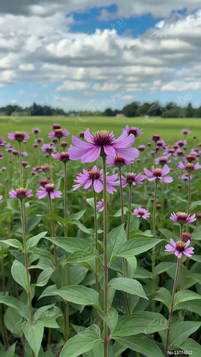 ��ɫ������Ұ�羰