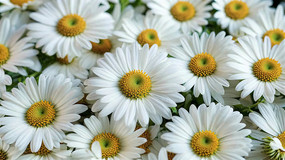 ��ɫ������д