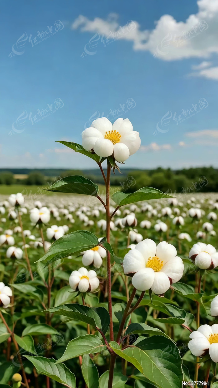 ��ɫ������԰�����ز�