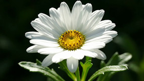 ��ɫ�ջ���д