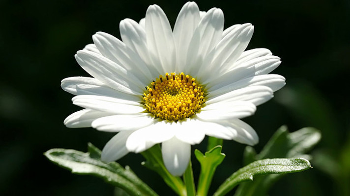 ��ɫ�ջ���д