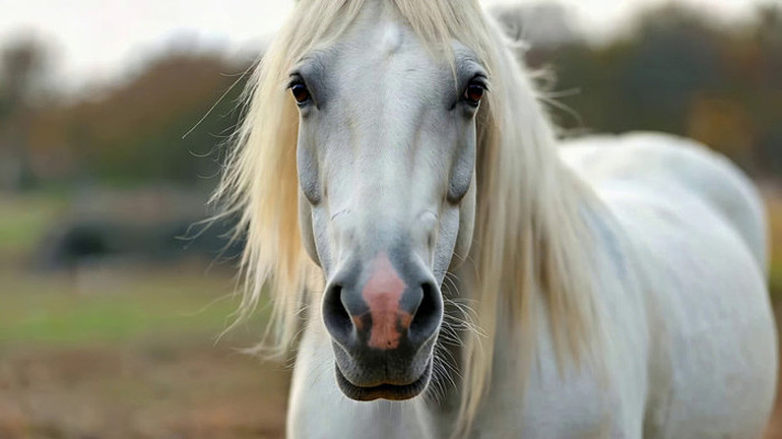 ��ɫ������д