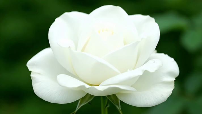 白色玫瑰特写 白色玫瑰特写