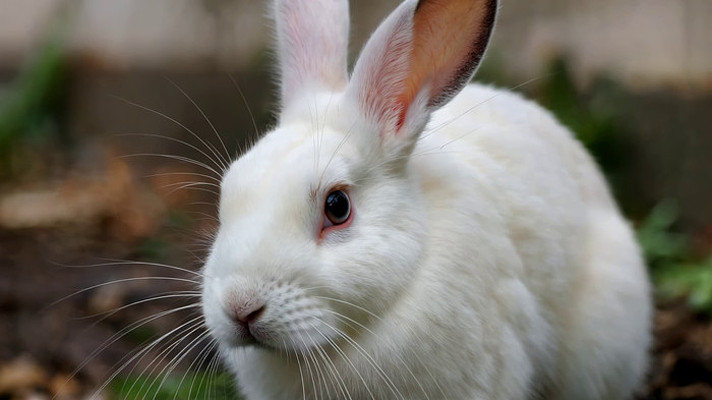 白兔近景写实画面 白兔近景写实画面