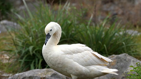 ��Ѽ��д�ز�