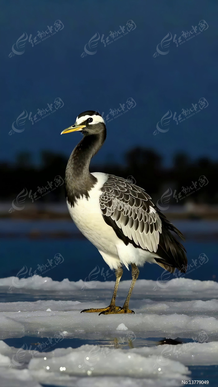 ����վ���������ز�