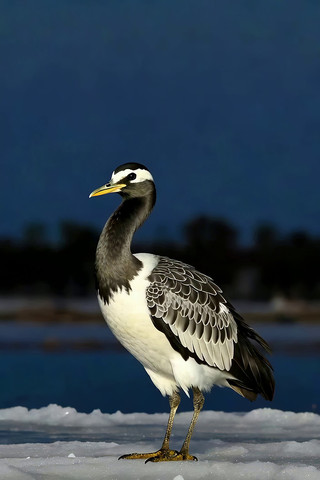 ����վ���������ز�