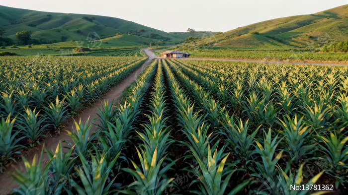 ������ֲũ��ȫ��