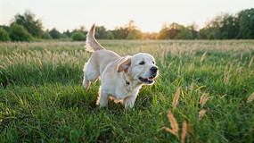 �ݵر��ܵĽ�ëȮ