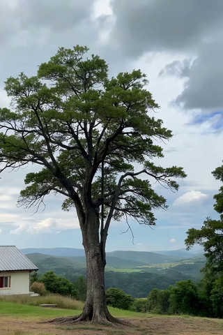 草地旁的大树与远山风景 草地旁的大树与远山风景