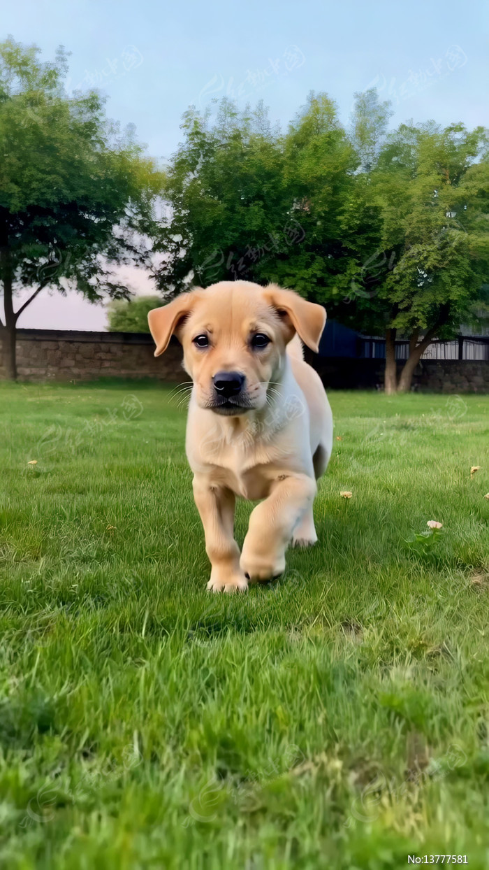 �ݵ��ϱ��ܵĻ�ɫ����������Ȯ