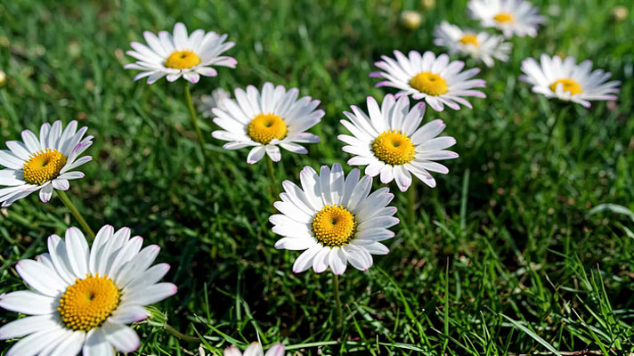 草地上的白色雏菊 草地上的白色雏菊