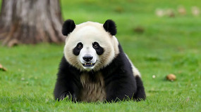 �ݵ��ϵĴ���è��д