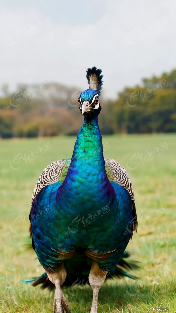 �ݵ��ϵĿ�ȸ��д