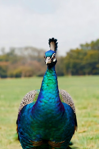 �ݵ��ϵĿ�ȸ��д