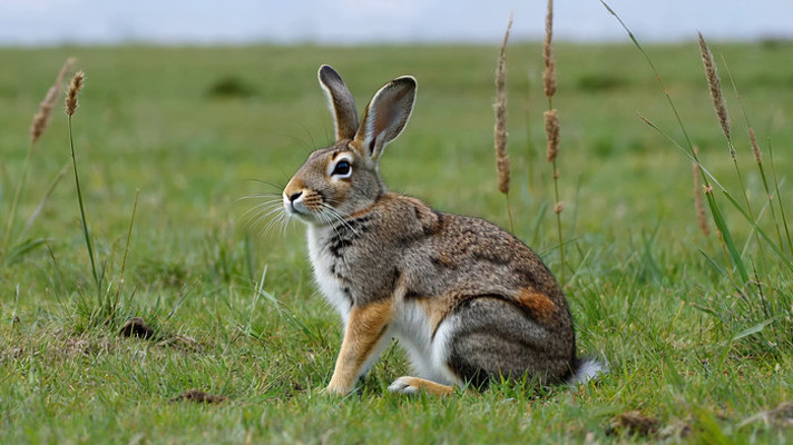 草地上的野兔特写 草地上的野兔特写