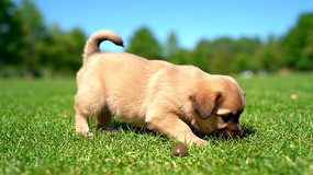 �ݵ���С����ˣ����