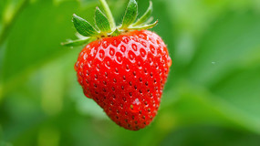 ��ݮ��ʵ��д