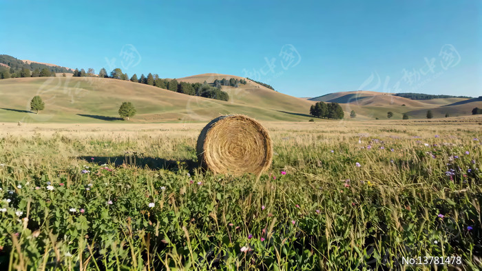 ��ԭ�ݶ���Ȼ���