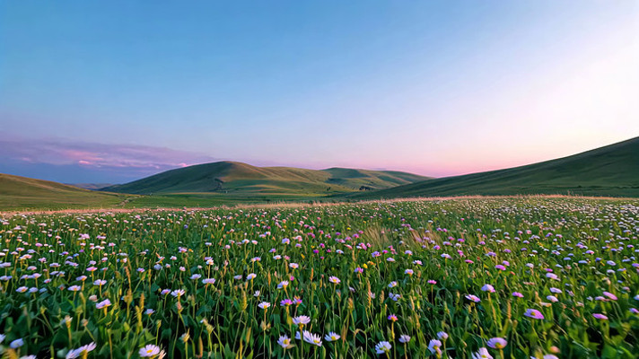 草原花海全景 草原花海全景