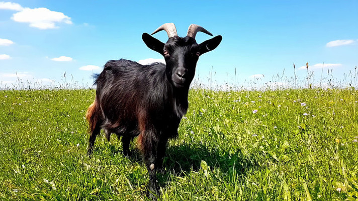 草原上的黑山羊特写 草原上的黑山羊特写