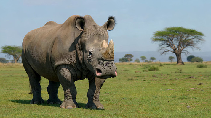 ��ԭ�ϵ�Ϭţ��д