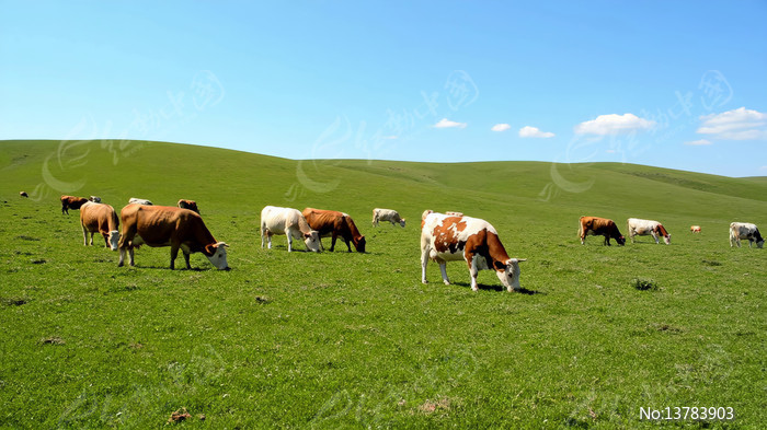 ��ԭ��ţȺ���гԲ�