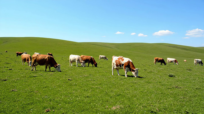 ��ԭ��ţȺ���гԲ�