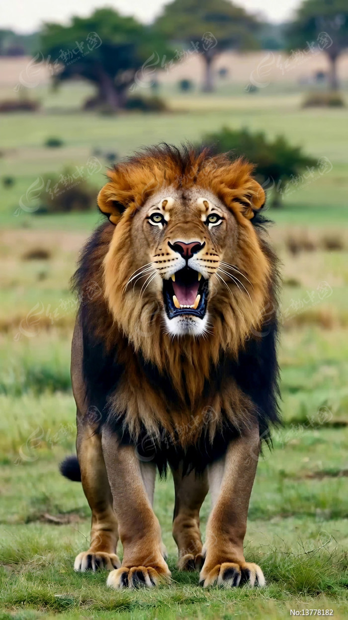 ��ԭ��ʨ������д