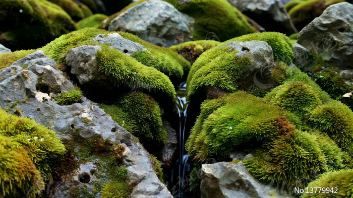 ����̦޺����ʯ����