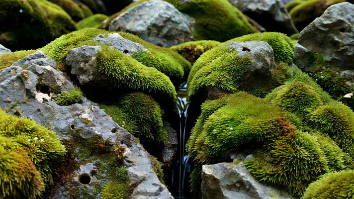 ����̦޺����ʯ����