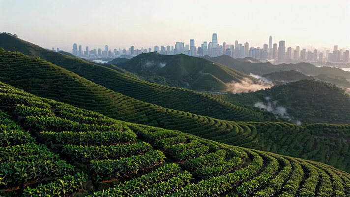 茶山与城市远景风光 茶山与城市远景风光