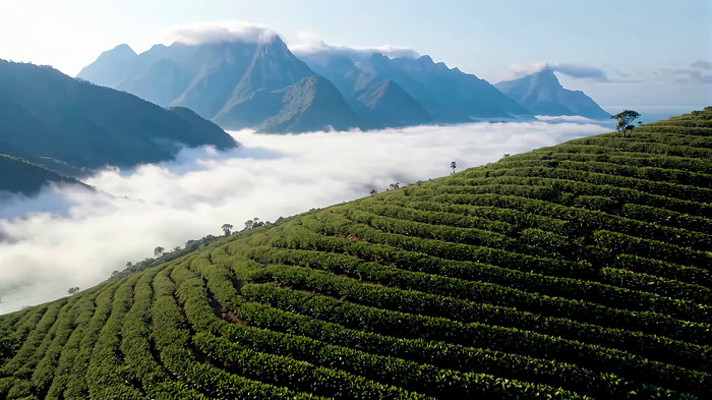 茶山云海自然风光全景 茶山云海自然风光全景