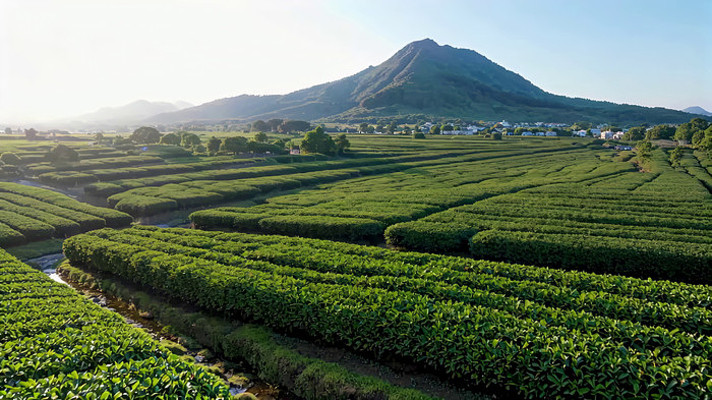 茶园自然风光全景 茶园自然风光全景